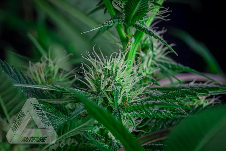 ZAMNESIA - Sticky Broccoli - EGC 2026 T. Week 12