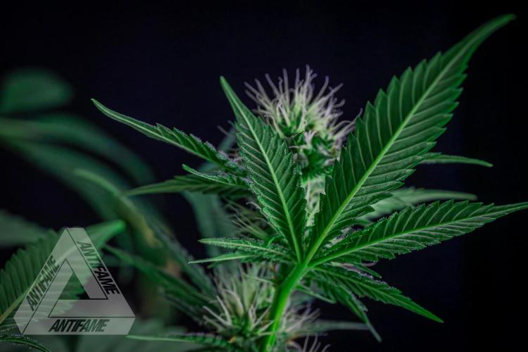 ZAMNESIA - Sticky Broccoli - EGC 2026 T. Week 12