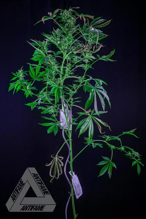 ZAMNESIA - Sticky Broccoli - EGC 2026 R. Week 13