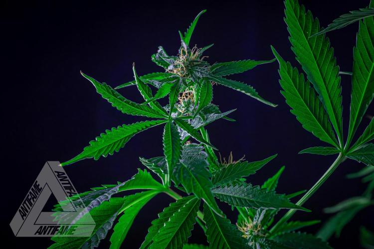 ZAMNESIA - Sticky Broccoli - EGC 2026 R. Week 13