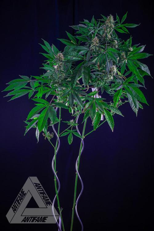 ZAMNESIA - Sticky Broccoli - EGC 2026 T. Week 13