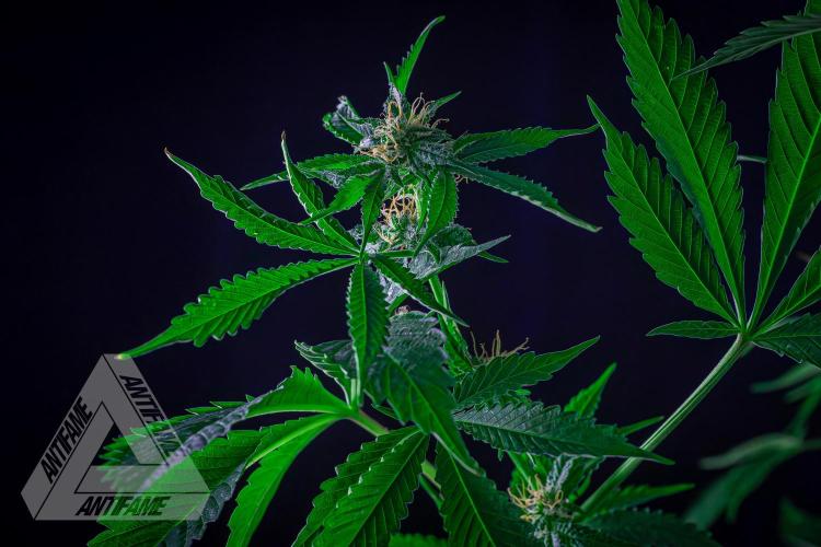 ZAMNESIA - Sticky Broccoli - EGC 2026 R. Week 13
