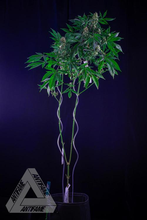 ZAMNESIA - Sticky Broccoli - EGC 2026 T. Week 13
