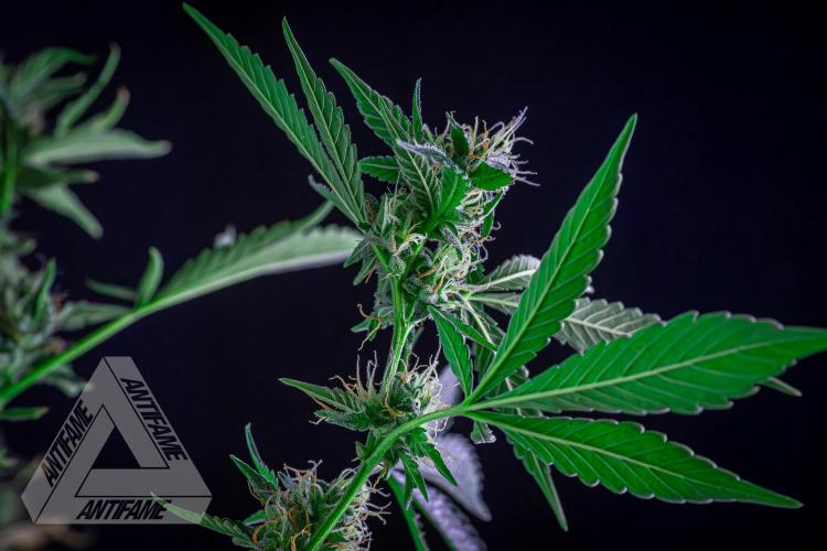 ZAMNESIA - Sticky Broccoli - EGC 2026 B. Week 13