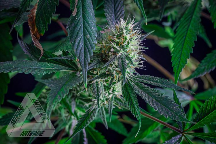 ZAMNESIA - Sticky Broccoli - EGC 2026 T. Week 13