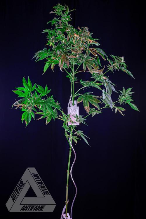 ZAMNESIA - Sticky Broccoli - EGC 2026 W. Week 13