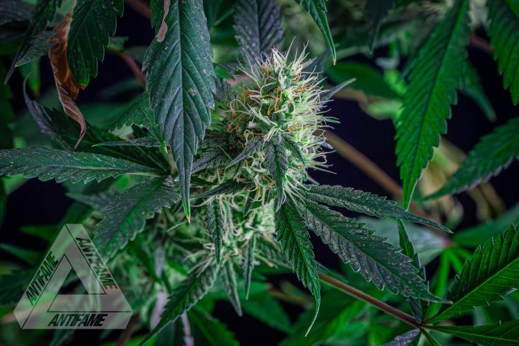 ZAMNESIA - Sticky Broccoli - EGC 2026 T. Week 13