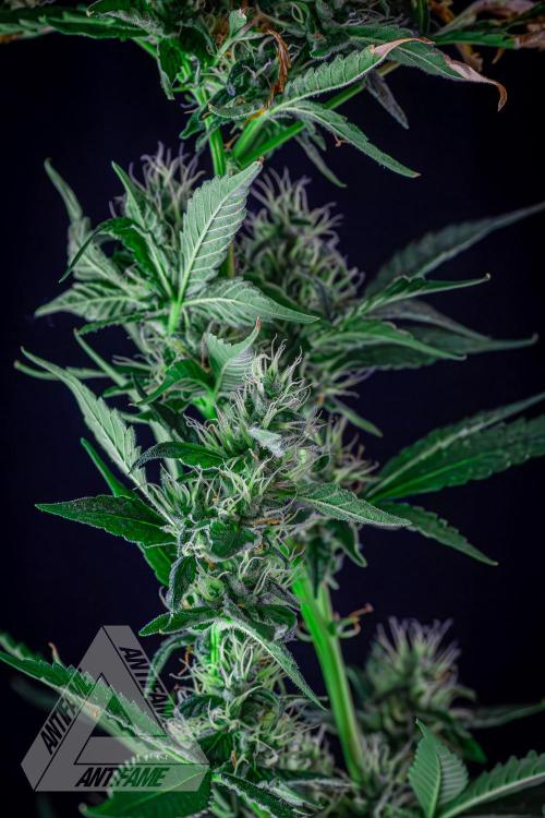 ZAMNESIA - Sticky Broccoli - EGC 2026 B. Week 13