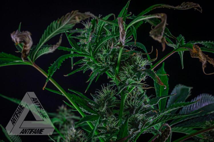 ZAMNESIA - Sticky Broccoli - EGC 2026 R. Week 13