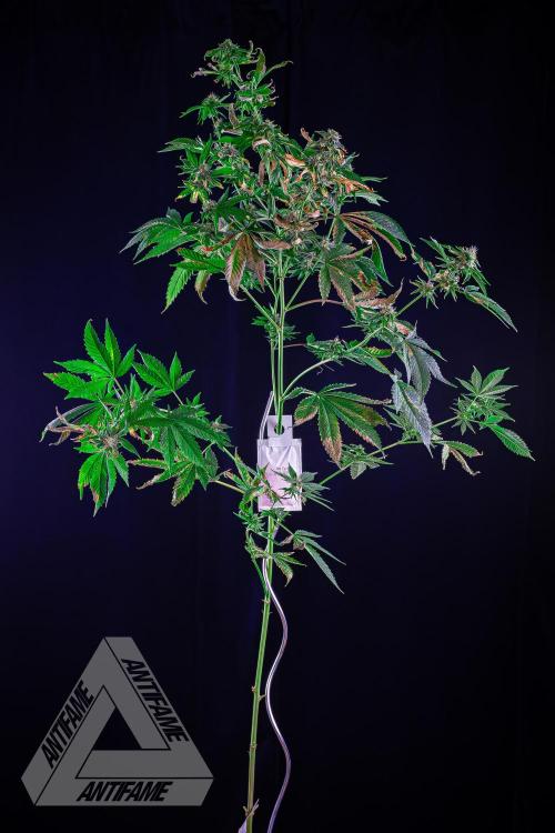 ZAMNESIA - Sticky Broccoli - EGC 2026 W. Week 13