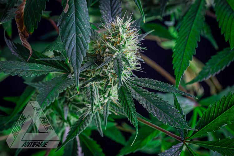 ZAMNESIA - Sticky Broccoli - EGC 2026 T. Week 13