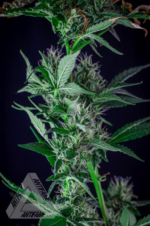 ZAMNESIA - Sticky Broccoli - EGC 2026 B. Week 13