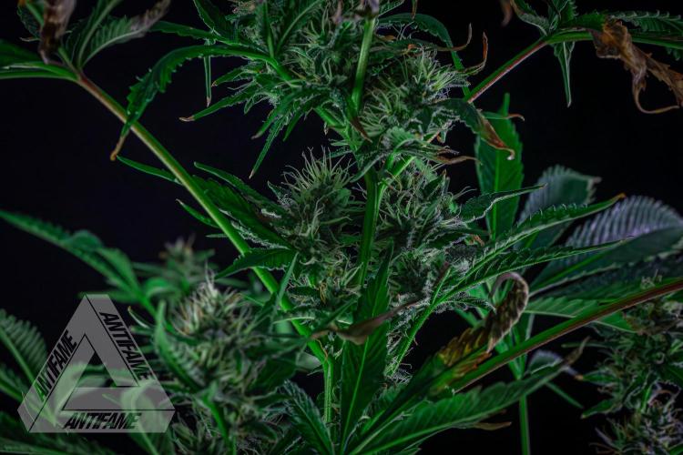 ZAMNESIA - Sticky Broccoli - EGC 2026 R. Week 13