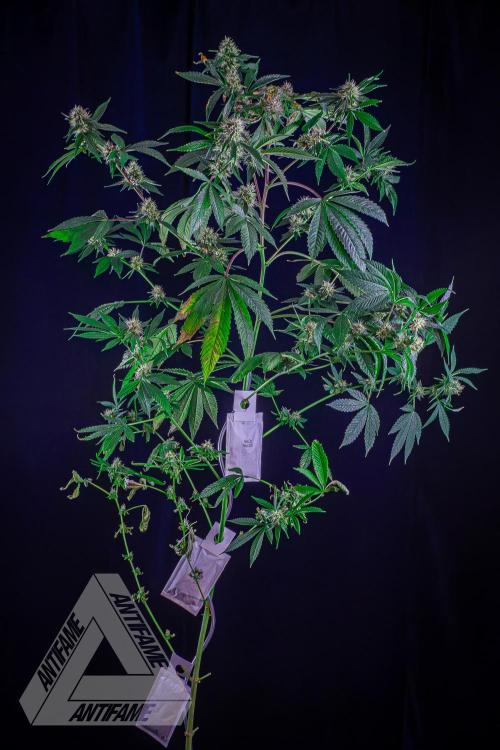 ZAMNESIA - Sticky Broccoli - EGC 2026 Y. Week 13
