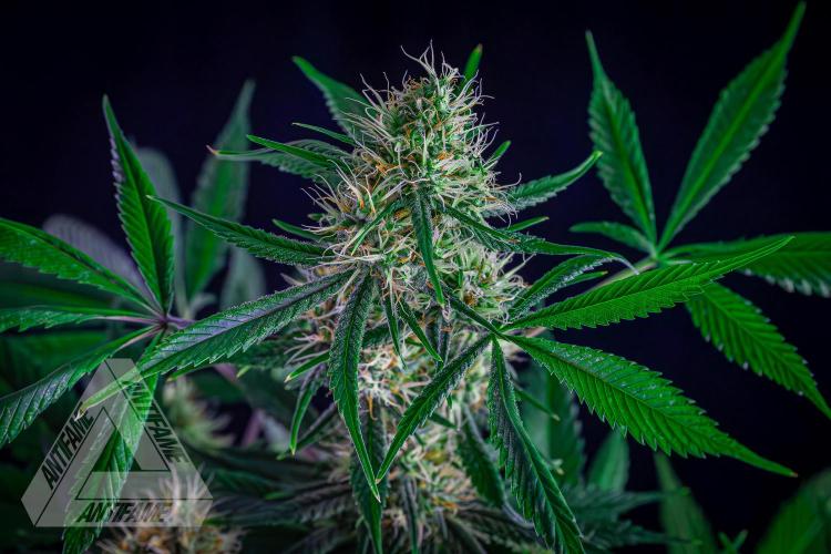 ZAMNESIA - Sticky Broccoli - EGC 2026 T. Week 13