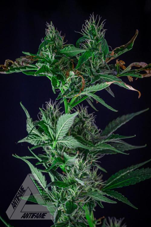 ZAMNESIA - Sticky Broccoli - EGC 2026 B. Week 13