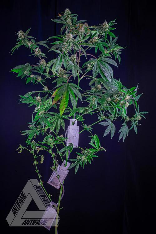 ZAMNESIA - Sticky Broccoli - EGC 2026 Y. Week 13
