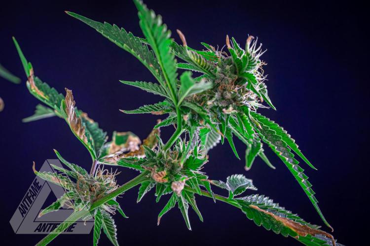ZAMNESIA - Sticky Broccoli - EGC 2026 W. Week 13