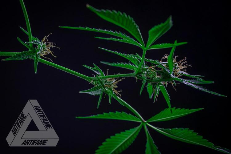 ZAMNESIA - Sticky Broccoli - EGC 2026 R. Week 13