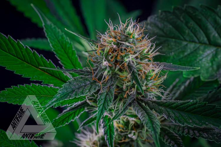 ZAMNESIA - Sticky Broccoli - EGC 2026 T. Week 13