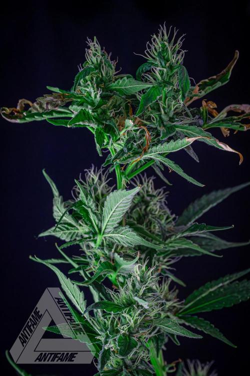 ZAMNESIA - Sticky Broccoli - EGC 2026 B. Week 13