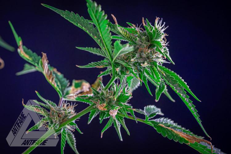 ZAMNESIA - Sticky Broccoli - EGC 2026 W. Week 13