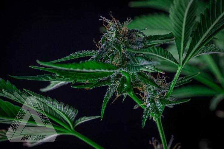 ZAMNESIA - Sticky Broccoli - EGC 2026 R. Week 13