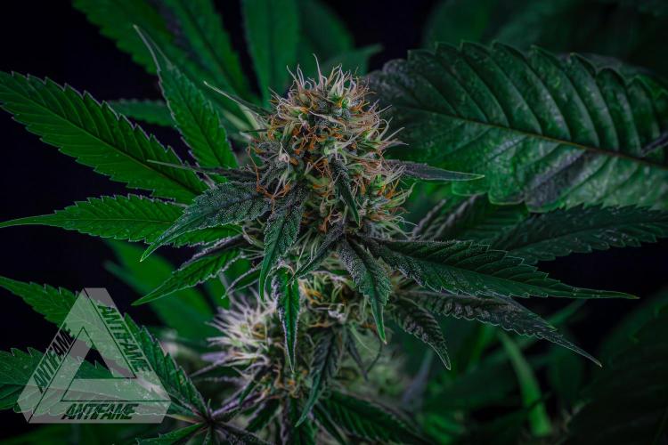 ZAMNESIA - Sticky Broccoli - EGC 2026 T. Week 13