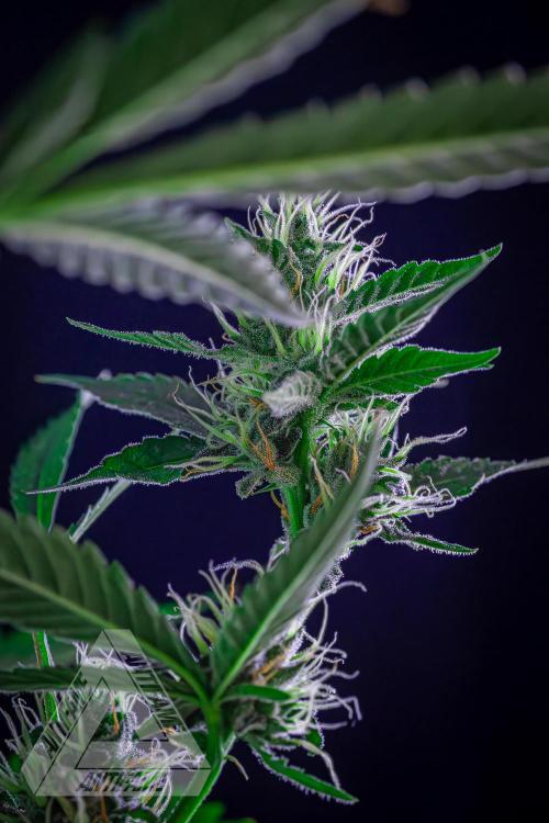 ZAMNESIA - Sticky Broccoli - EGC 2026 B. Week 13