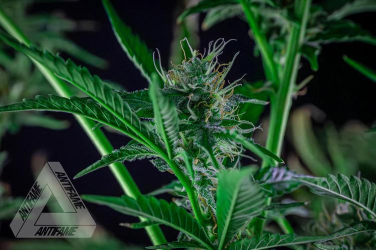 ZAMNESIA - Sticky Broccoli - EGC 2026 R. Week 13