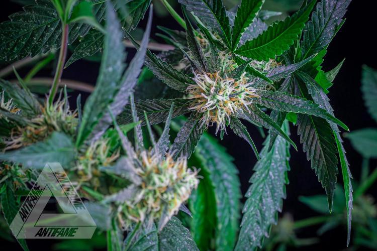 ZAMNESIA - Sticky Broccoli - EGC 2026 Y. Week 13