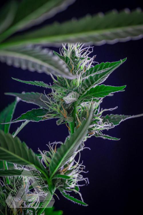 ZAMNESIA - Sticky Broccoli - EGC 2026 B. Week 13