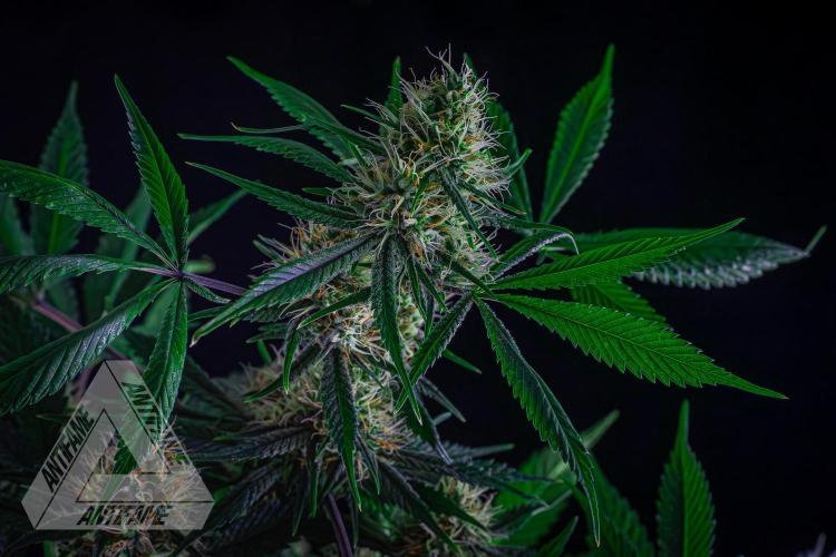 ZAMNESIA - Sticky Broccoli - EGC 2026 T. Week 13