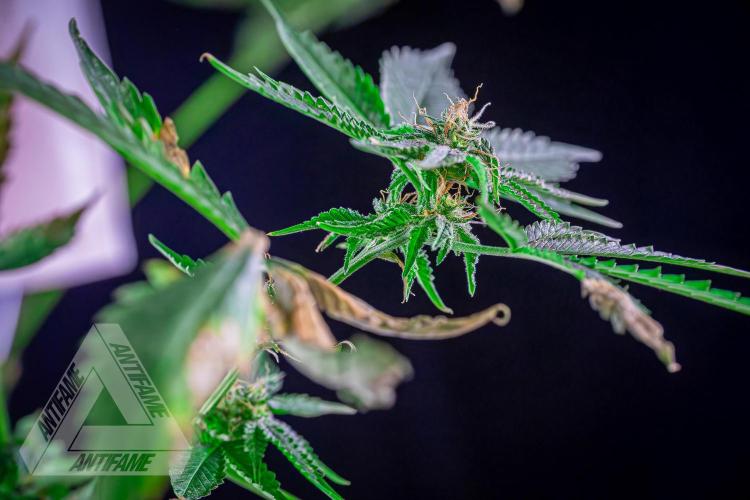 ZAMNESIA - Sticky Broccoli - EGC 2026 W. Week 13