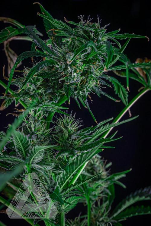 ZAMNESIA - Sticky Broccoli - EGC 2026 R. Week 13