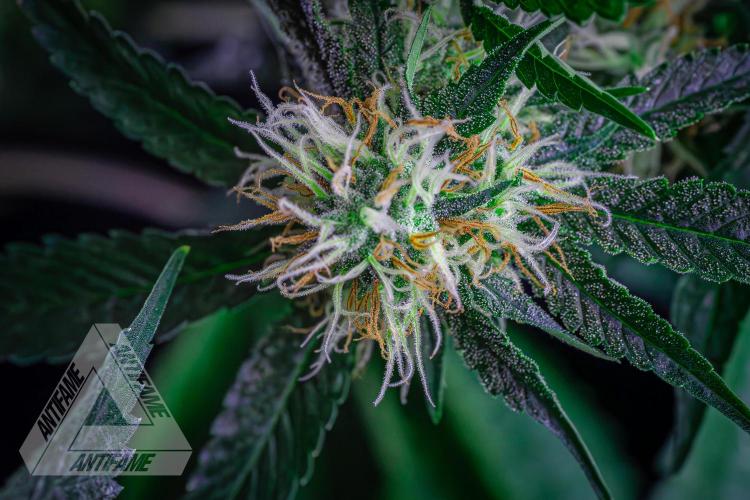 ZAMNESIA - Sticky Broccoli - EGC 2026 Y. Week 13