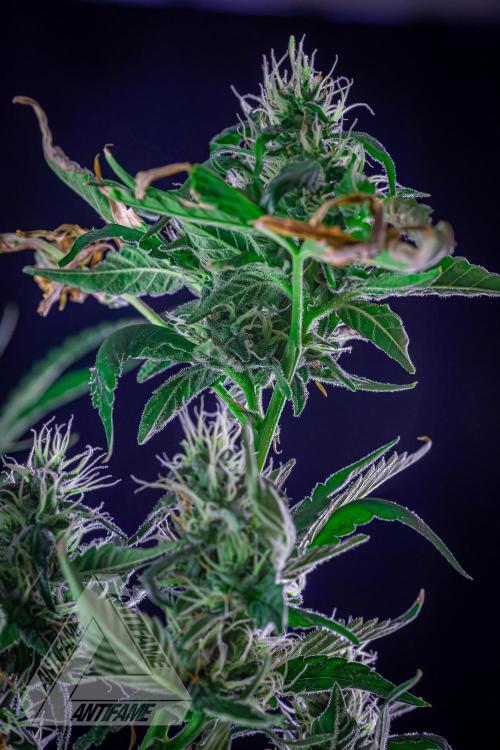 ZAMNESIA - Sticky Broccoli - EGC 2026 B. Week 13