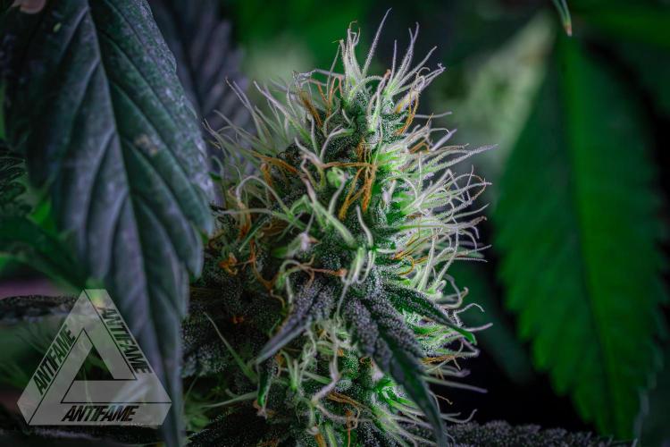 ZAMNESIA - Sticky Broccoli - EGC 2026 T. Week 13