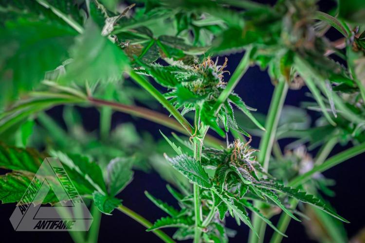 ZAMNESIA - Sticky Broccoli - EGC 2026 W. Week 13