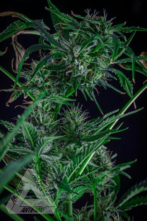 ZAMNESIA - Sticky Broccoli - EGC 2026 R. Week 13