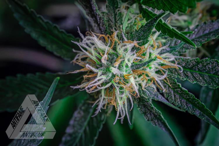 ZAMNESIA - Sticky Broccoli - EGC 2026 Y. Week 13