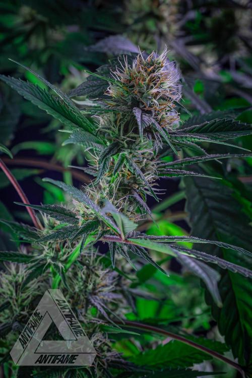 ZAMNESIA - Sticky Broccoli - EGC 2026 T. Week 13