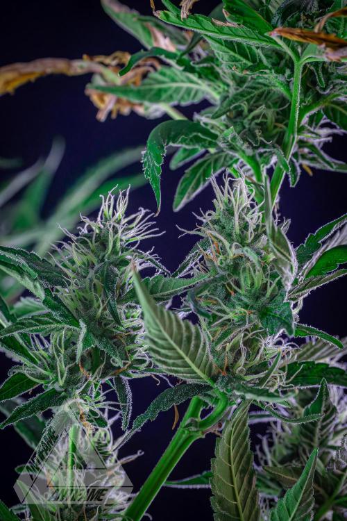 ZAMNESIA - Sticky Broccoli - EGC 2026 B. Week 13