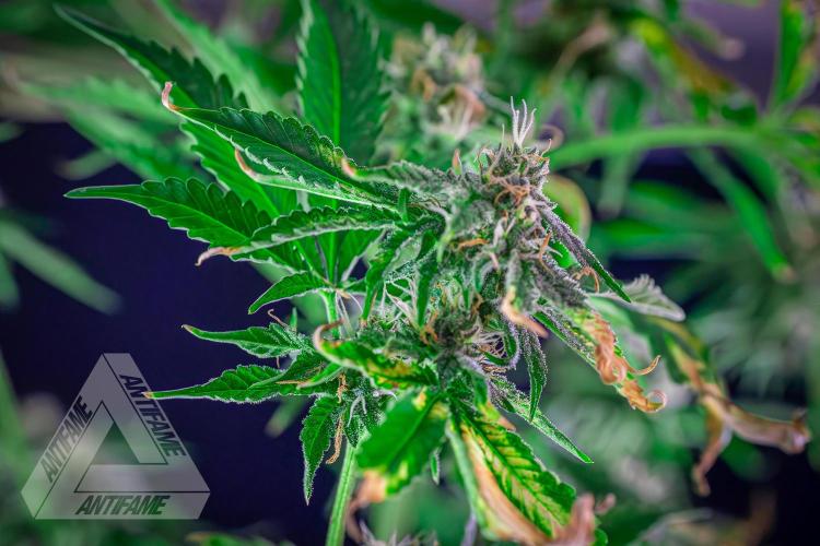 ZAMNESIA - Sticky Broccoli - EGC 2026 W. Week 13