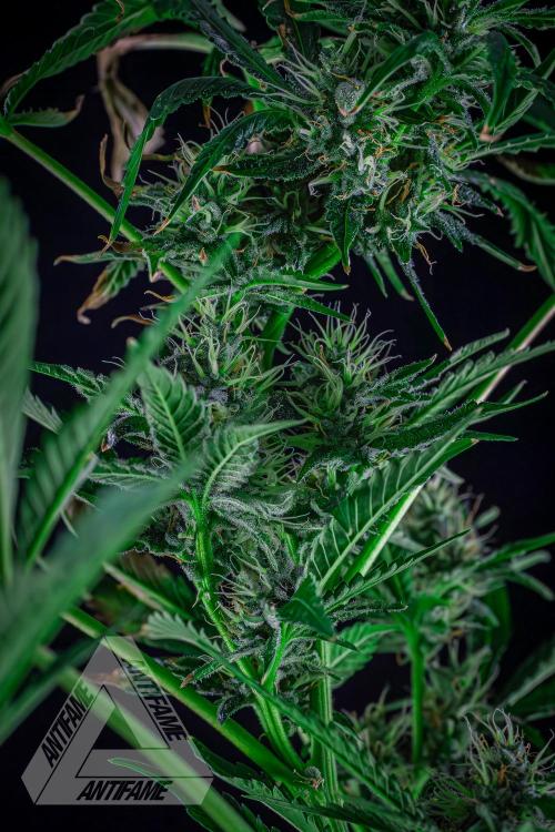 ZAMNESIA - Sticky Broccoli - EGC 2026 R. Week 13