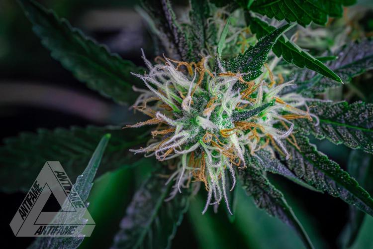 ZAMNESIA - Sticky Broccoli - EGC 2026 Y. Week 13