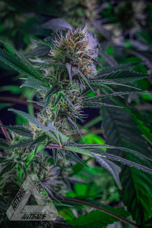 ZAMNESIA - Sticky Broccoli - EGC 2026 T. Week 13
