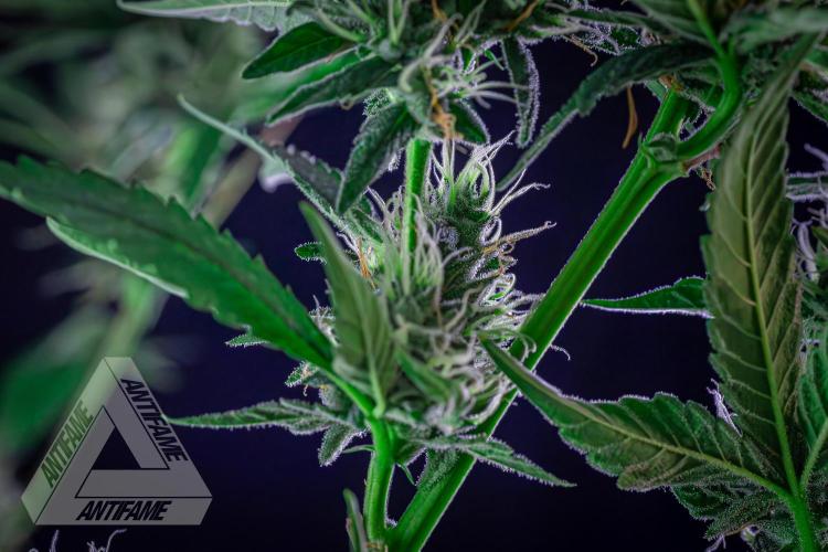 ZAMNESIA - Sticky Broccoli - EGC 2026 B. Week 13