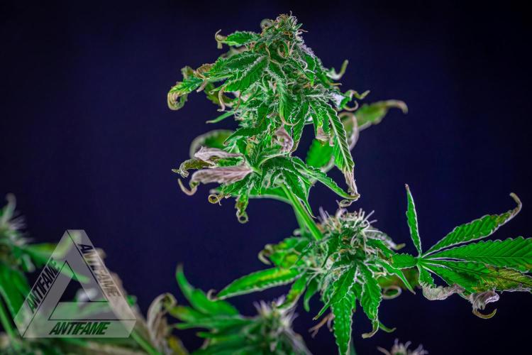 ZAMNESIA - Sticky Broccoli - EGC 2026 W. Week 13
