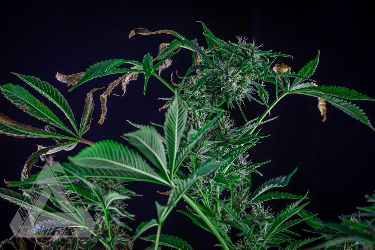 ZAMNESIA - Sticky Broccoli - EGC 2026 R. Week 13